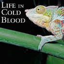 Life In Cold Blood: Armoured Giants